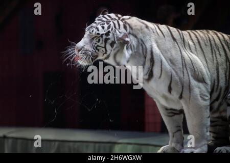 Primo piano la tigre bianca spruzza la saliva e growls. Foto Stock