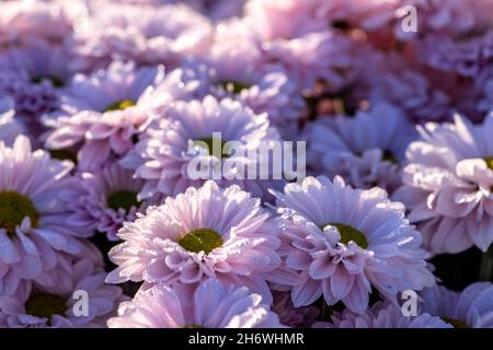 Fiori rosa di crisantemo coltivato closeup con gocce di rugiada sui petali. Messa a fuoco selettiva Foto Stock