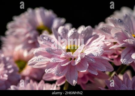 Fiori rosa di crisantemo coltivato closeup con gocce di rugiada sui petali. Messa a fuoco selettiva Foto Stock