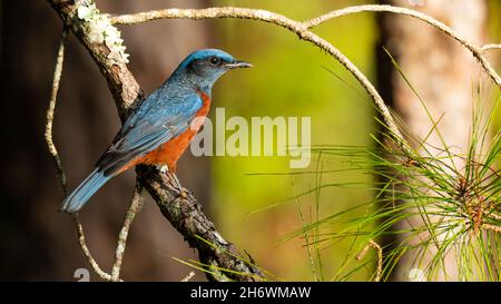 Roccia abbellita di castagno Thrush che pende su perch di pino guardando in una distanza Foto Stock