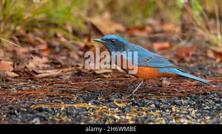 Rock Thrush abbellito di castagno che si affaccia a terra a distanza Foto Stock