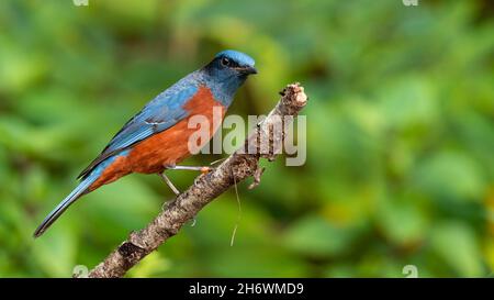 Rock Thrush abbellito di castagno che si affaccia su un persico a distanza Foto Stock