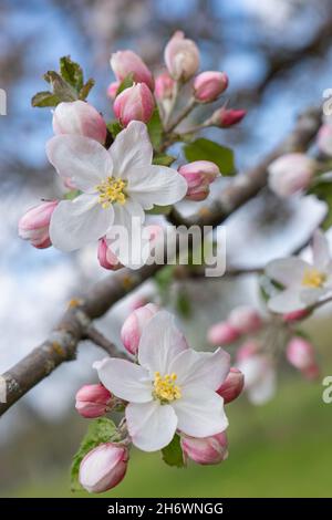 Fiori di mela bianca con germogli rosa ancora chiusi in primo piano Foto Stock