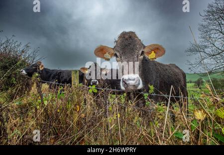 Whitewell, Clitheroe, Lancashire, Regno Unito. 18 Nov 2021. Brown Swiss Cattle in the rain at Whitewell, Clitheroe, Lancashire, UK Credit: John Eveson/Alamy Live News Foto Stock