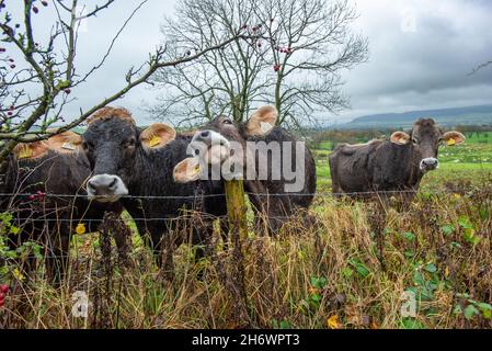 Whitewell, Clitheroe, Lancashire, Regno Unito. 18 Nov 2021. Un pratico supporto per un buon graffio. Brown Swiss Cattle in the rain at Whitewell, Clitheroe, Lancashire, UK Credit: John Eveson/Alamy Live News Foto Stock