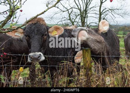 Whitewell, Clitheroe, Lancashire, Regno Unito. 18 Nov 2021. Un pratico supporto per un buon graffio. Brown Swiss Cattle in the rain at Whitewell, Clitheroe, Lancashire, UK Credit: John Eveson/Alamy Live News Foto Stock