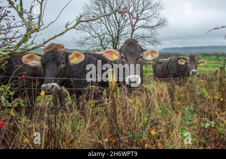 Whitewell, Clitheroe, Lancashire, Regno Unito. 18 Nov 2021. Brown Swiss Cattle in the rain at Whitewell, Clitheroe, Lancashire, UK Credit: John Eveson/Alamy Live News Foto Stock