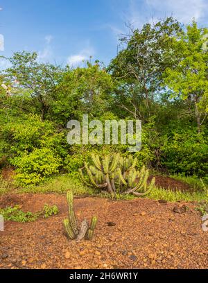 Xique xique cactus (Pilosocereus gounellei) e sertao/caatinga paesaggio - Oeiras, Piaui (Brasile nord-orientale) Foto Stock