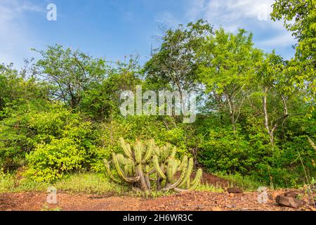 Xique xique cactus (Pilosocereus gounellei) e sertao/caatinga paesaggio - Oeiras, Piaui (Brasile nord-orientale) Foto Stock