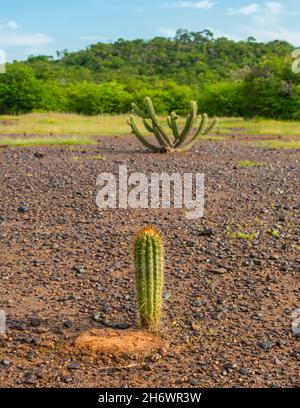 Xique xique cactus (Pilosocereus gounellei) e sertao/caatinga paesaggio - Oeiras, Piaui (Brasile nord-orientale) Foto Stock