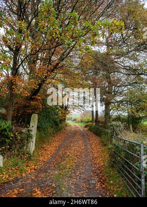 Dunsop Bridge, Clitheroe, Lancashire, Regno Unito. 18 Nov 2021. Autumn Colors a Dolphinholme, Lancaster, Lancashire, UK Credit: John Eveson/Alamy Live News Foto Stock