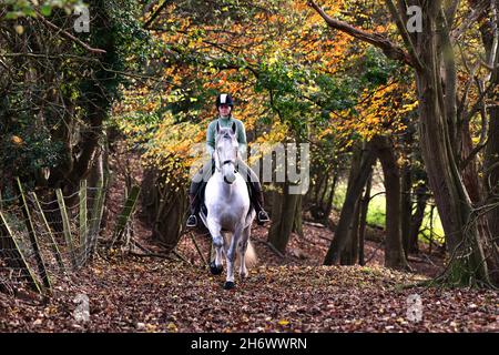 Ironbridge, Shropshire, Regno Unito 18 novembre 2021. Autunno glorioso! Un pilota solista su un cavallo bianco che corre attraverso il bosco vicino a Ironbridge nello Shropshire. Credit: David Bagnall/Alamy Live News. Cavallo andaluso bianco Foto Stock