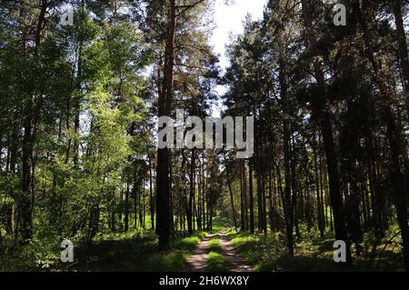 Percorso in una foresta verde con alberi alti durante la luce del giorno Foto Stock