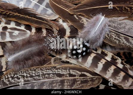 sfondo marrone piume di uccello Foto Stock