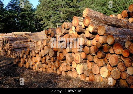 mucchio di tronchi di pino sgusciati, riserva naturale di holkham, norfolk del nord, inghilterra Foto Stock