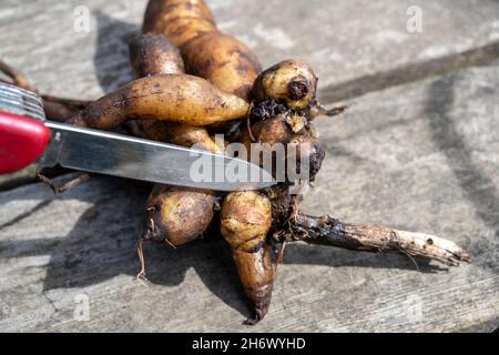 Come propagare Yacon /smallanthus sonchifolius, tagliando fuori la punta crescente ed allora piantando in una pentola piccola della pianta in composto. Foto Stock