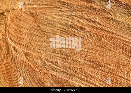 Struttura in legno. Estremità tagliata in sezione trasversale del log che mostra il pattern e la texture creati dagli anelli di crescita. Sezione attraverso tronco del legno. Annua Foto Stock