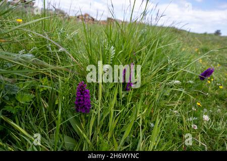 Orchidee Purple prime, orchide papaver, che crescono naturalmente a Lindisfarne, Holy Island, UK Foto Stock