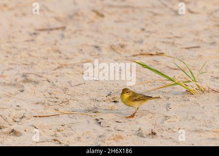 Orditoio in legno (Phylloscopus sibilatrix) su Juist, Isole Frisie Orientali, Germania. Foto Stock