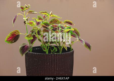 Coleus o Mayana (Coleus amboinicus) in un vaso come pianta medicinale a base di erbe e una coloratissima casa per un arredamento rilassante per la primavera Foto Stock