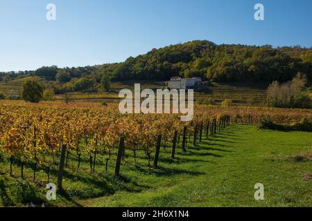 Il paesaggio autunnale di metà novembre in un campo di vite a Cormons vicino a Cividale del Friuli, provincia di Udine, Friuli-Venezia Giulia, Ital nord-orientale Foto Stock