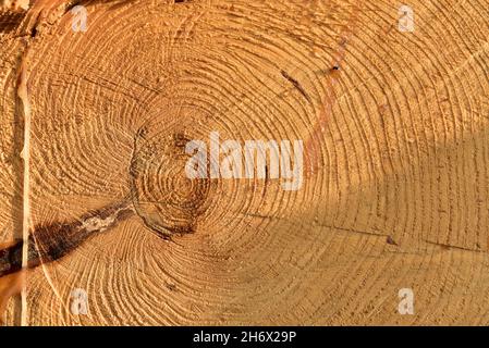 Struttura in legno. Estremità tagliata in sezione trasversale del log che mostra il pattern e la texture creati dagli anelli di crescita. Sezione attraverso tronco del legno. Annua Foto Stock