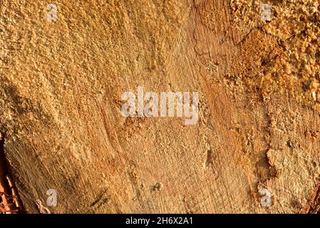 Struttura in legno. Estremità tagliata in sezione trasversale del log che mostra il pattern e la texture creati dagli anelli di crescita. Sezione attraverso tronco del legno. Annua Foto Stock