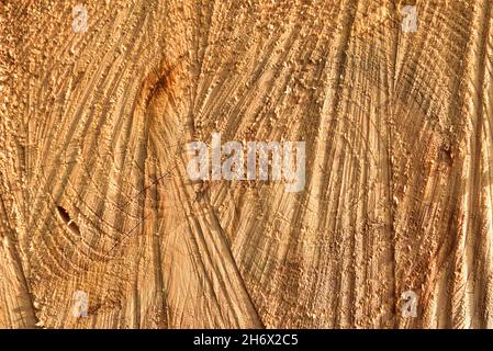 Struttura in legno. Estremità tagliata in sezione trasversale del log che mostra il pattern e la texture creati dagli anelli di crescita. Sezione attraverso tronco del legno. Annua Foto Stock