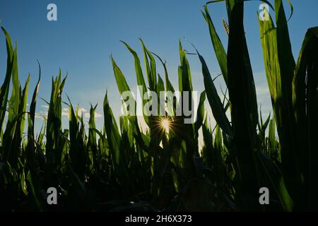 Sole che splende attraverso le foglie verdi di pannocchie di mais nel campo durante il giorno Foto Stock