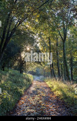 Pista forestale sulla Pennine Way, Malham Tarn, Yorkshire Dales, Regno Unito Foto Stock