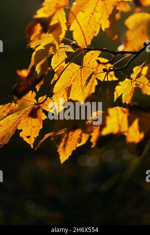 Ramo con foglie di acero color oro nel mese di ottobre Foto Stock