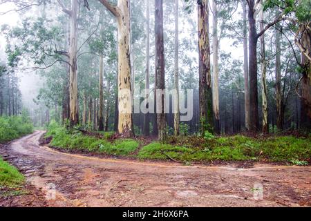 Un groove di grandi alberi di eucalipto, Eucalipto Saligna, a Magoebaskloof, in Sudafrica, in una giornata di nebbia, che gli dà una sensazione da sogno Foto Stock