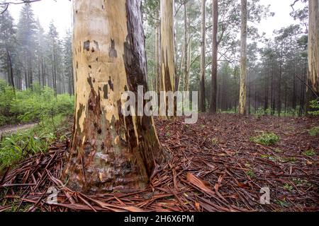 I tronchi pallidi di alberi di eucalipto, in un boschetto storico nella nebbia-cintura a Magoebaskloof, Sudafrica Foto Stock