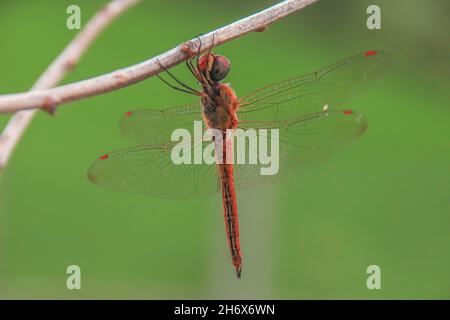 Primo piano di un darter rosso-velato o Sympetrum fonscolombii arroccato su un ramo Foto Stock