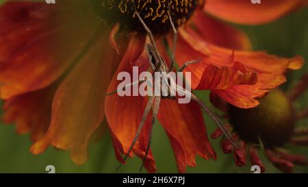 Nursery Web Spider / Pisaura mirabilis fare il suo web su un fiore di Helenium rosso copperio Foto Stock