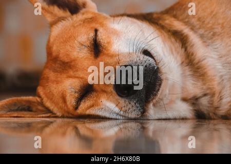 Primo piano di un carino cane Shiba Inu che dorme tranquillamente sul pavimento Foto Stock