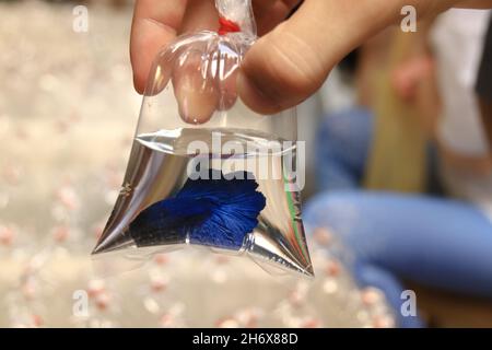 Primo piano di un pesce betta blu o Siamese da combattimento all'interno di un contenitore di plastica venduto come animali domestici nel mercato del fine settimana di Chatuchak a Bangkok City, Thailila Foto Stock