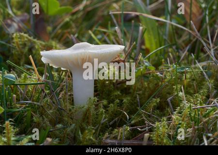 Funghi commestibili Cuphophyllus virgineus in prato forestale. Noto come tappo di cera innevata. Fungo bianco selvatico che cresce nell'erba. Foto Stock