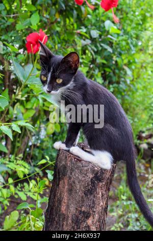 il mio animale domestico dolce nero carino gatto fotografia Foto Stock