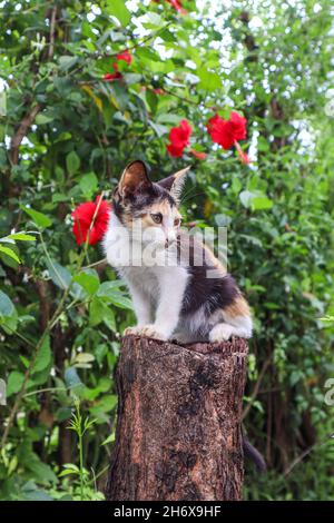 il mio animale domestico dolce nero carino gatto fotografia Foto Stock