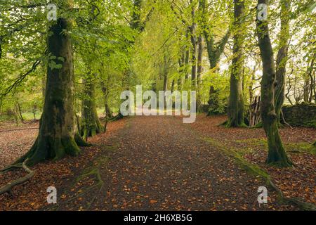 La strada di ponte attraverso faggi comuni (Fagus sylvatica) all'inizio dell'autunno a Nether Wood accanto alla riserva di Blackmoor nelle colline Mendip, Somerset, Inghilterra. Foto Stock