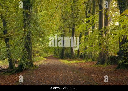 La strada di ponte attraverso faggi comuni (Fagus sylvatica) all'inizio dell'autunno a Nether Wood accanto alla riserva di Blackmoor nelle colline Mendip, Somerset, Inghilterra. Foto Stock