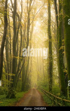 Una corsia di campagna fiancheggiata da faggi all'inizio dell'autunno nelle colline di Mendip vicino Priddy, Somerset, Inghilterra. Foto Stock