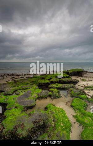 rocce ricoperte di alghe sulla spiaggia sull'isola di wight, cieli tempestosi sulla spiaggia con rocce ricoperte di erbacce verdi sull'isola di wight Foto Stock