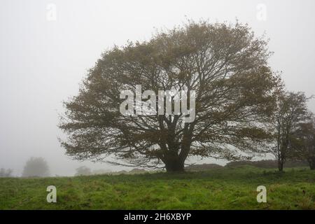 Un albero di sicomoro (Acer pseudoplatanus) in autunno nebbia a Ubley Warren Nature Reserve in Mendip Hills, Somerset, Inghilterra. Foto Stock