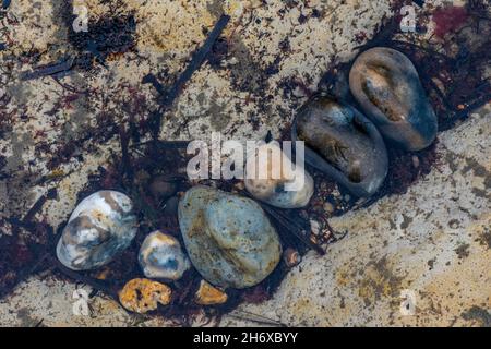 ciottoli colorati in una rockpool sulla spiaggia con alghe e conchiglie, ciottoli in acqua, ciottoli colorati rotondi sulla spiaggia, Foto Stock