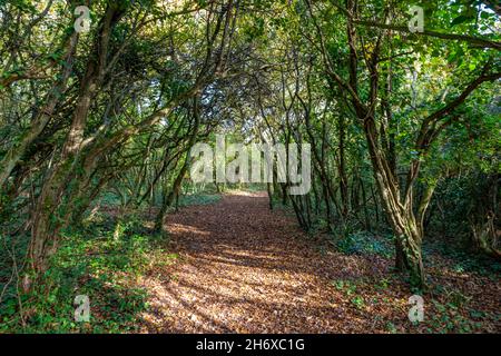 percorso attraverso gli alberi in verde bosco estivo, tunnel di alberi attraverso fitti boschi o boschi, tunnel verde attraverso i boschi, Foto Stock