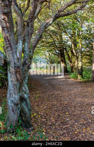 tappeto di foglie autunnali sul pavimento del bosco su un percorso o sentiero attraverso i boschi in autunno. percorso alberato attraverso boschi autunnali. Foto Stock