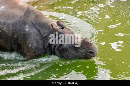 Foto di rinoceronte indiano rinoceros unicornis entrare in acqua Foto Stock