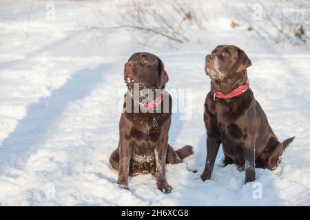 Laboratorio di cioccolato sdraiato sulla neve Foto Stock